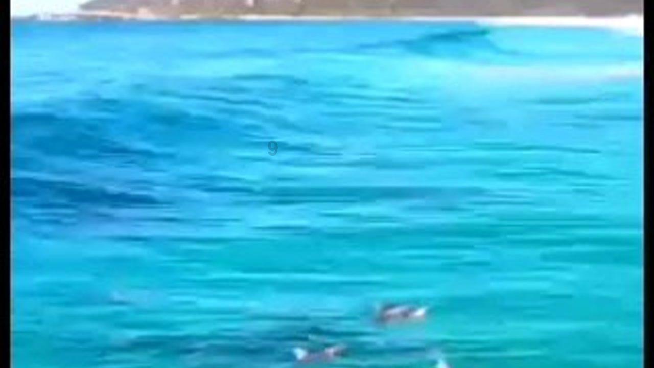 小僵尸射飞鸟
